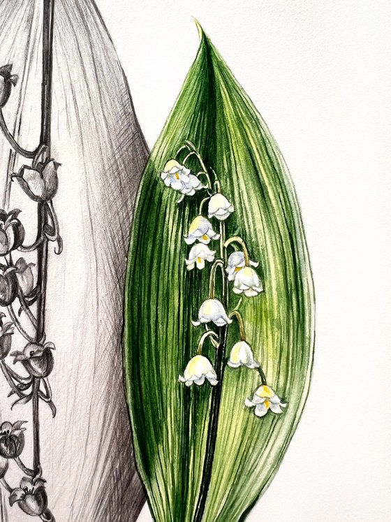 Lily of the valley
