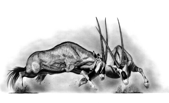 Rutting Gemsbok