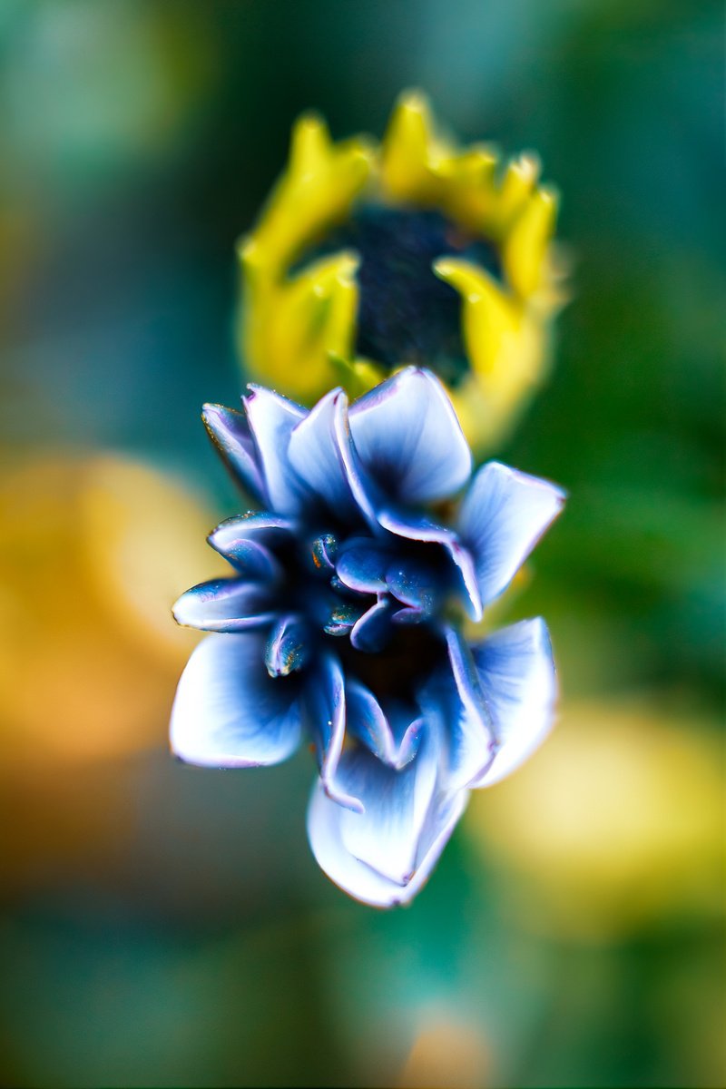 Impressionistic Botanical Photograph By Inna Etuvgi, 12 X 16, Dancing Marguerites - Matted, Original Artwork