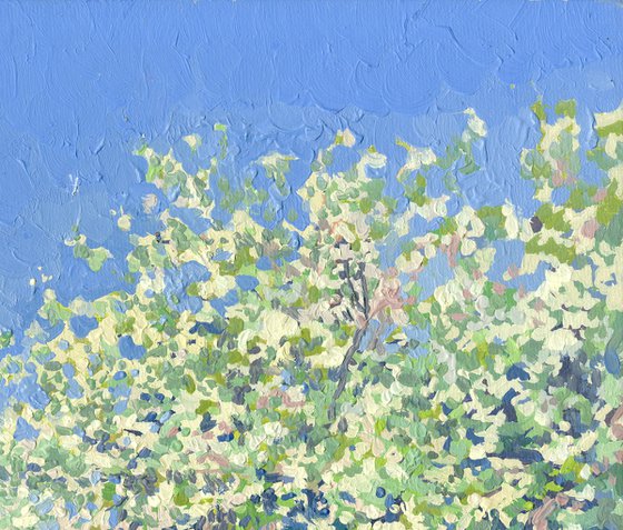 Apple tree in bloom. Kolomenskoye