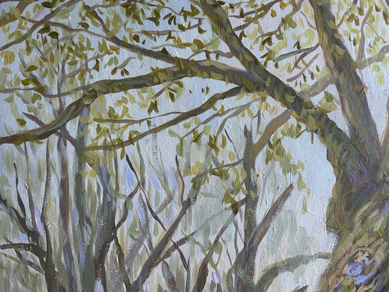 Springtime in the Woods II