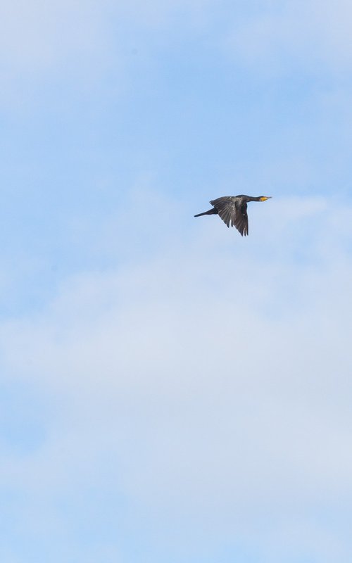 FLYING BY by Katha Wood