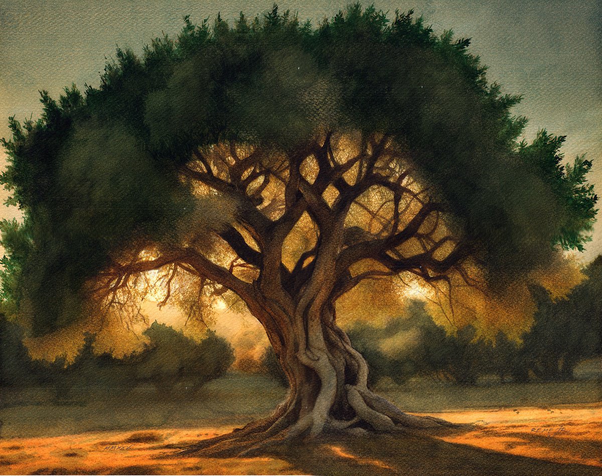 Photorealistic Landscape Watercolour By Reme Jr., 17 X 14", Olive Tree, Original Artwork