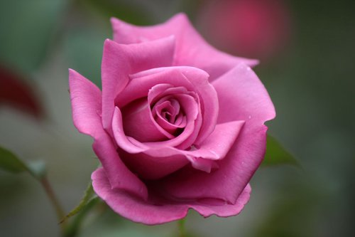 Pink rose by Sonja  Čvorović