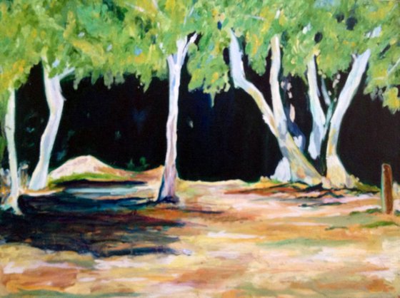 Trees Near the River