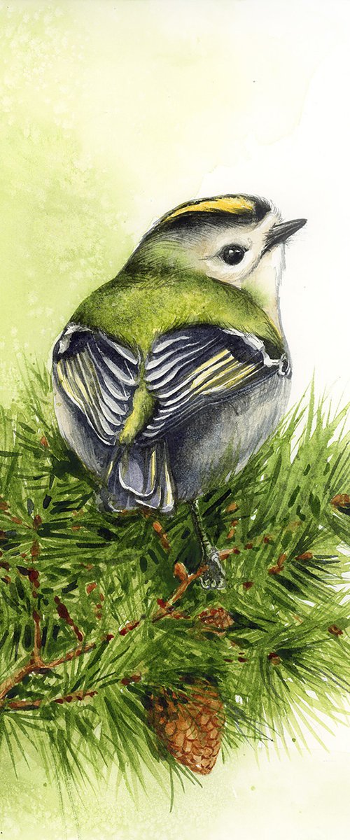 Goldcrest by Karolina Kijak