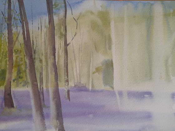 Bluebell Wood
