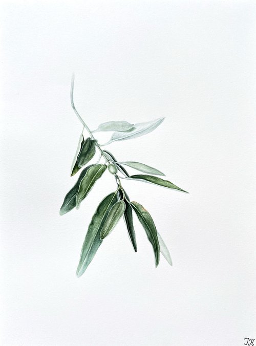 Wild olive by Tetiana Kovalova