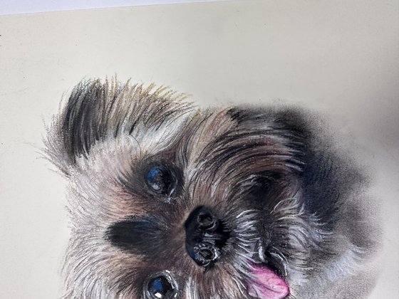 Yorkshire Terrier dog with Charming smile