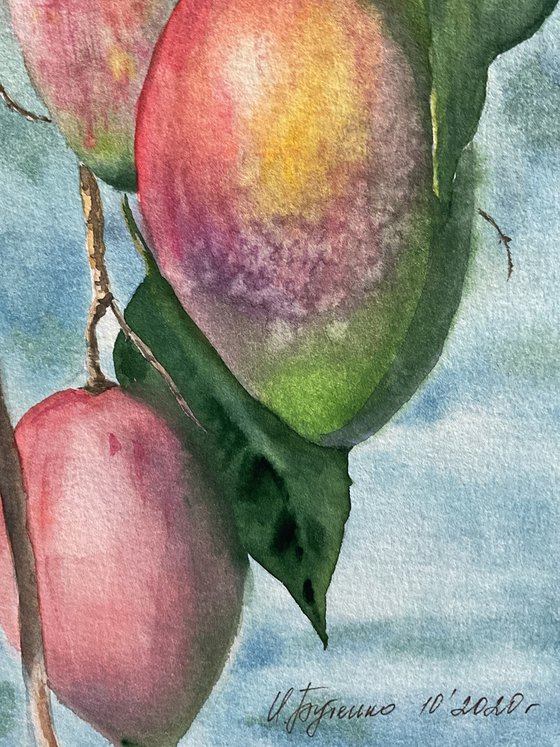 Mango, original watercolour painting