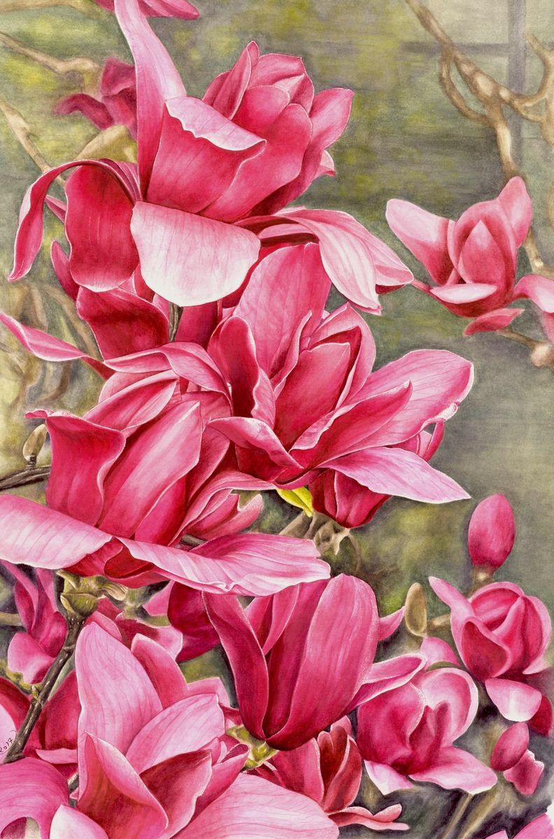 Magnolia 5 by Nicola Mountney