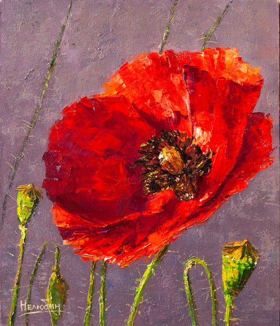 Red poppy