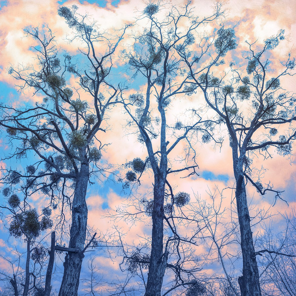 Impressionistic Landscape Photograph By Valerix, 22 X 22", Hoping For Spring., Original Artwork