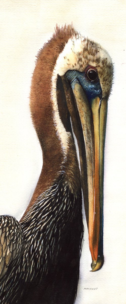 BIRD CCXXX - Pelican by REME Jr.