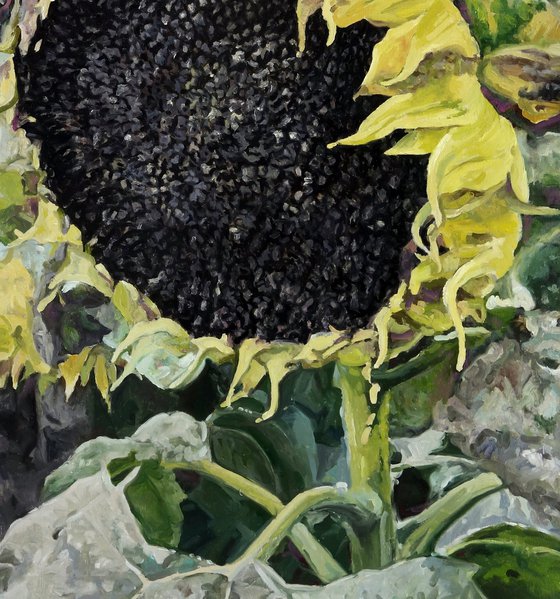 Seeds for the Future Harvest