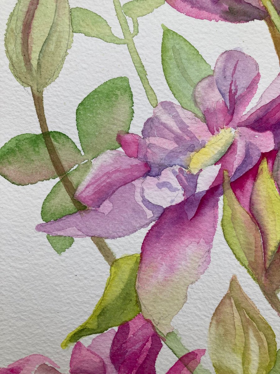 Impressionistic Botanical Watercolour By Silvie Wright, 7 X 10", Pink Clematis, Original Artwork