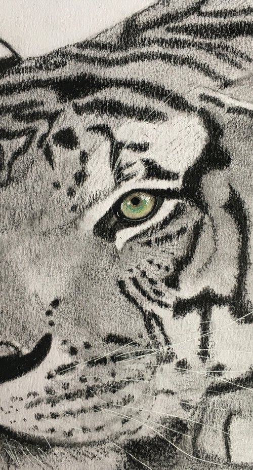 Tiger by Ruth Searle