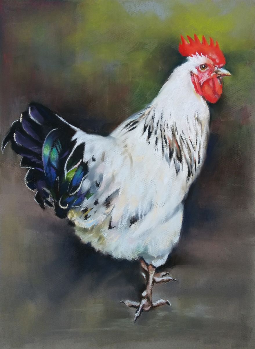 Portrait of a white rooster by Magdalena Palega