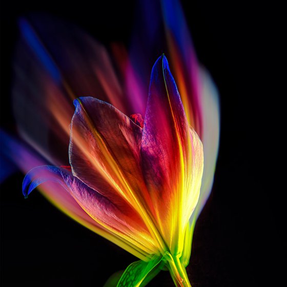 Lilies #3 Abstract Multiple Exposure Photography of Dyed Lilies Limited Edition Framed Print on Aluminium #2/10