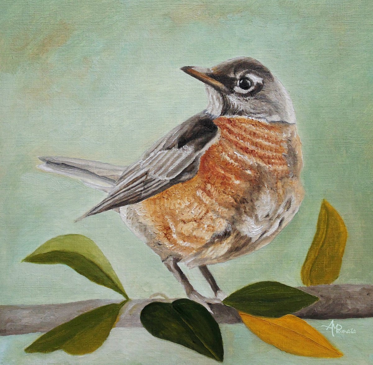 American Robin by Angeles M. Pomata