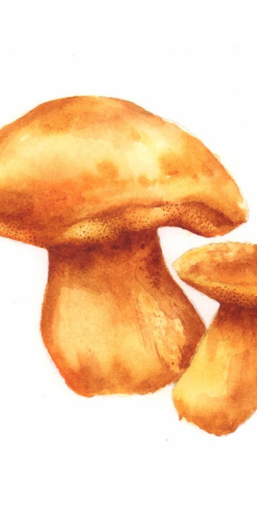 Burnished Bolets - Original Watercolour Painting by Alison Fennell