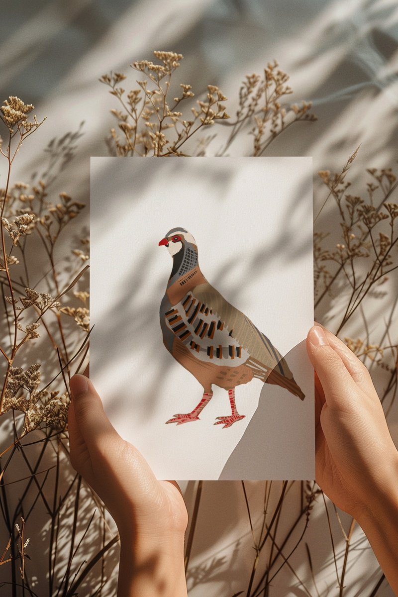 Animal Giclee Print By Emma Evans-Freke, 12 X 17, A French Partridge Bird, Original Artwork