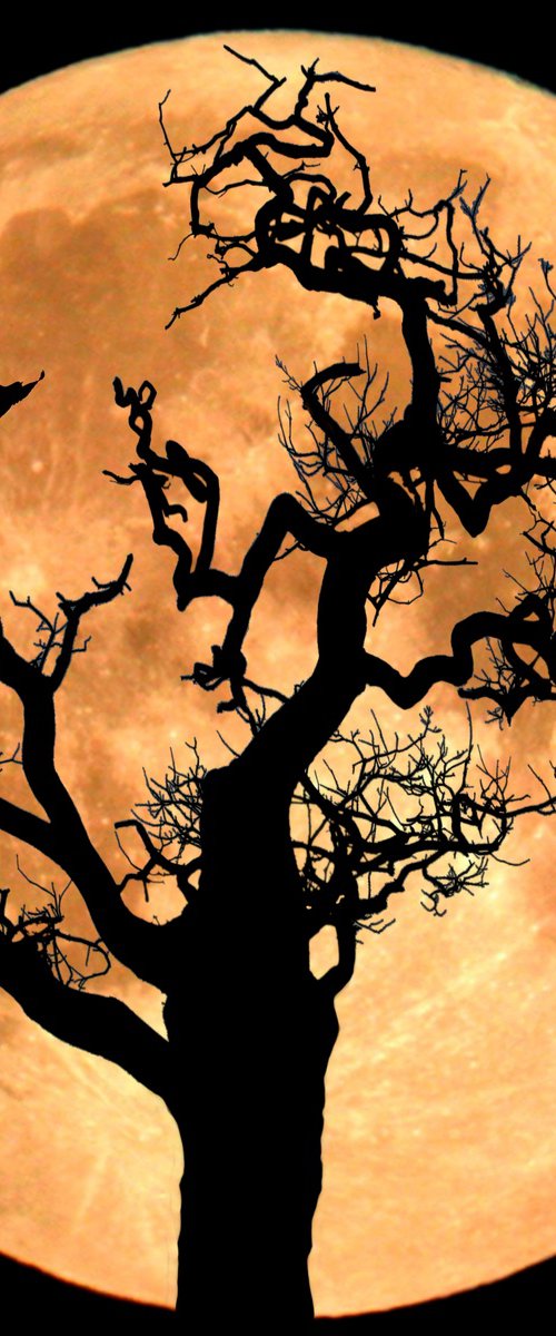 Tree in the Moon by Martin Fry