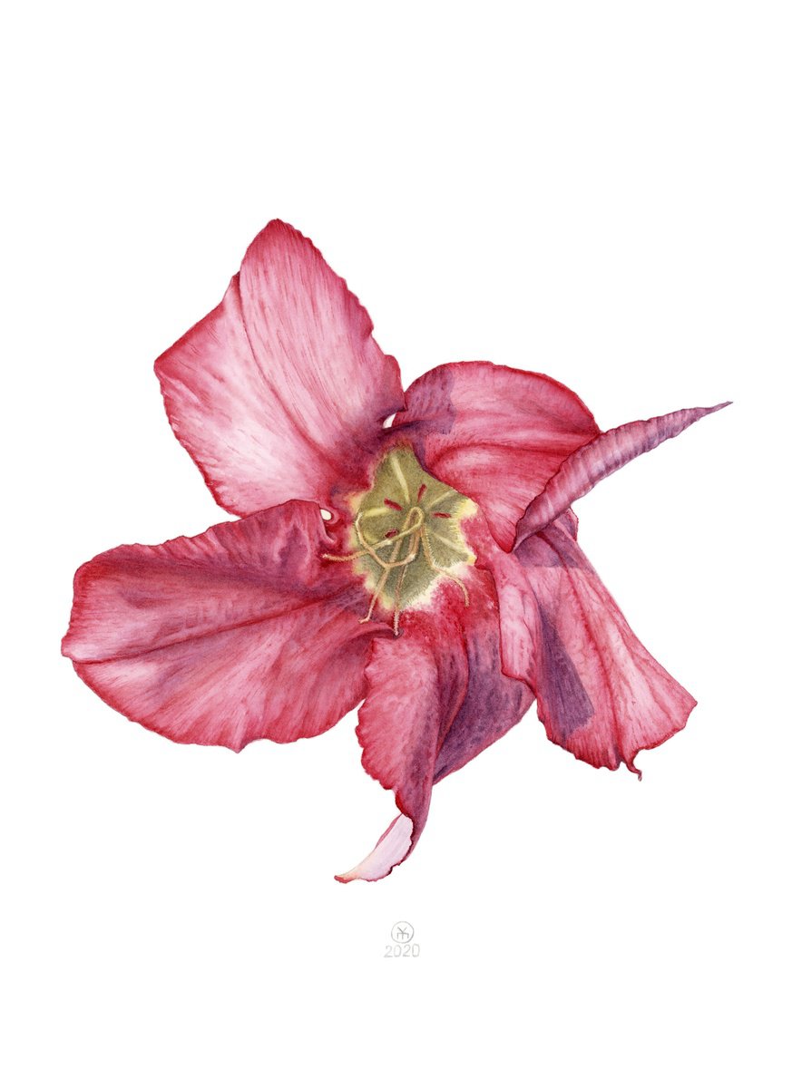 Adenium Flower by Yuliia Moiseieva