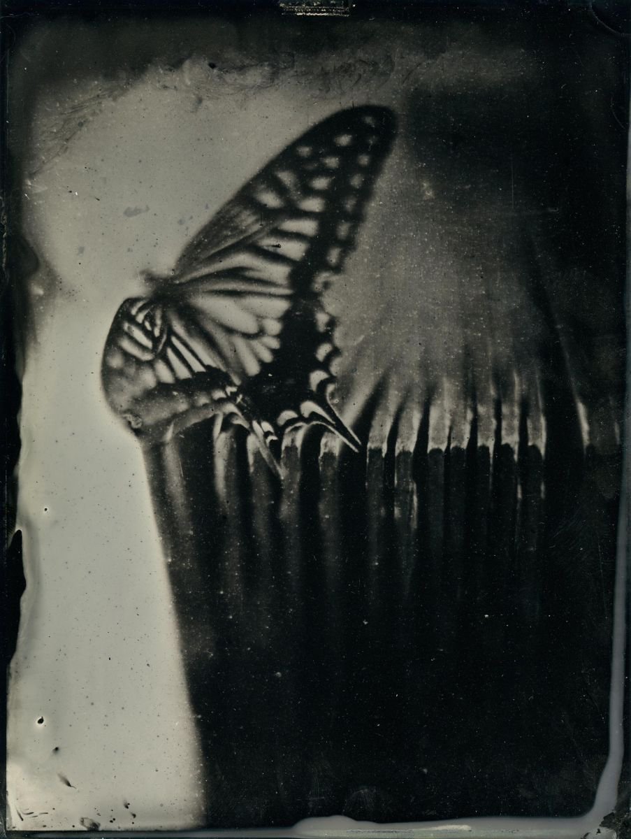 Photorealistic Still Life Photograph By Nicolas Laborie, 16 X 12", Butterfly, Original Artwork