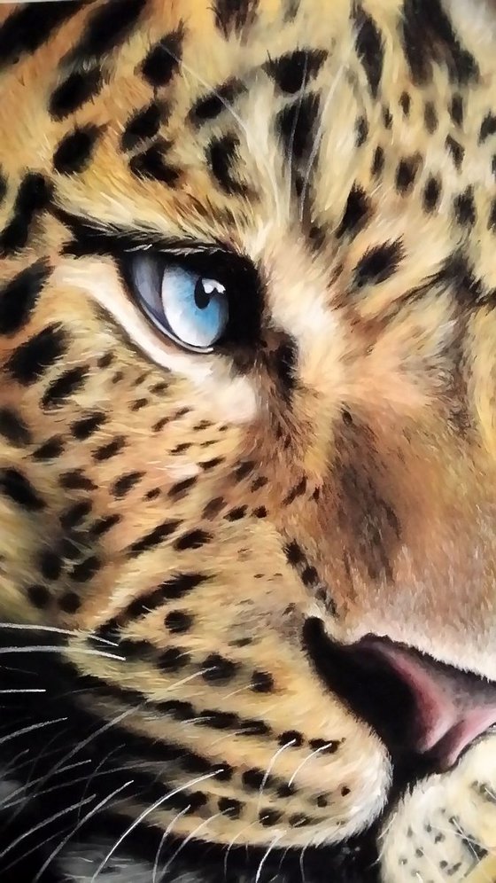 Leopard's stare