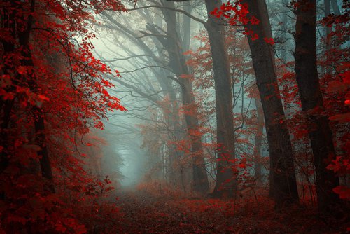 Angels alongside our path in Red (Edition of 5; 1 sold) by Janek Sedlar