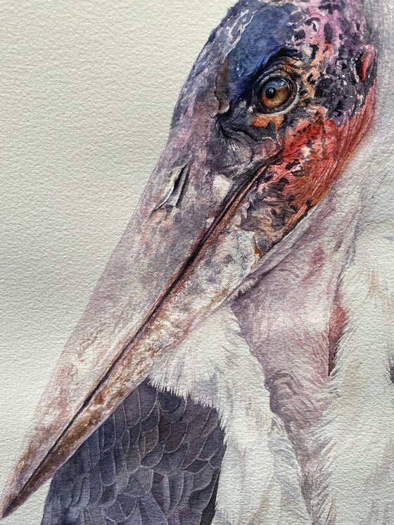 African Marabou stork, bird portrait