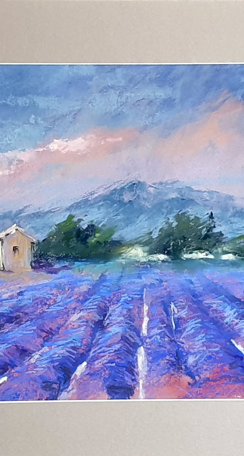 Lavender fields. by Elena Genkin