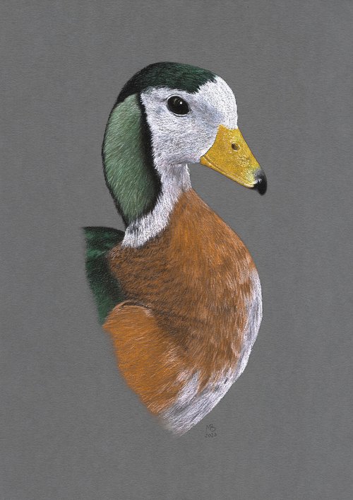 African pygmy goose by Mikhail Vedernikov