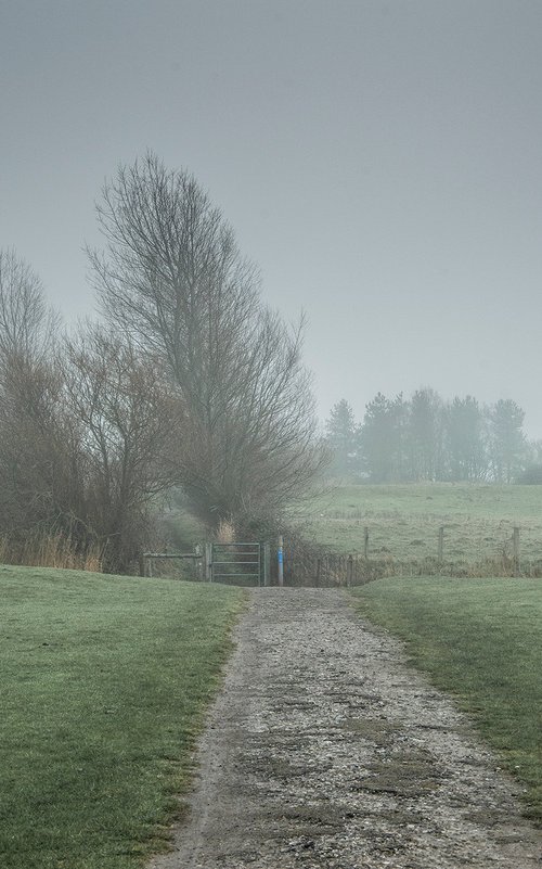 Sheep Field by Adam Regan