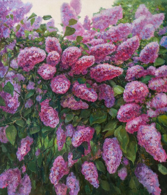 The Sunny Lilac Bush