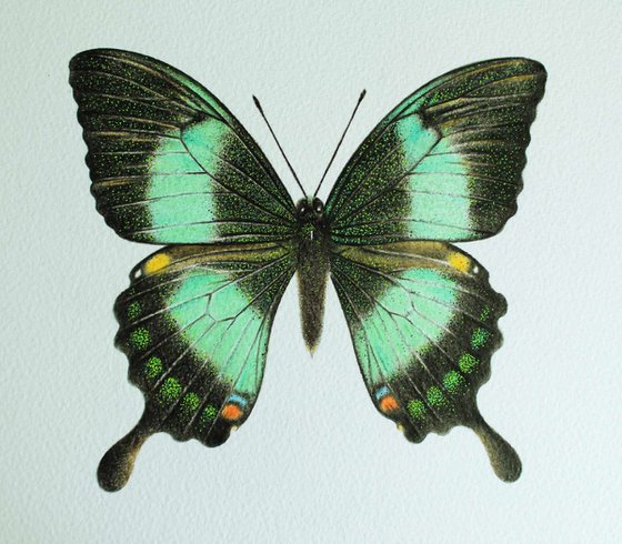 Green & Black Butterfly