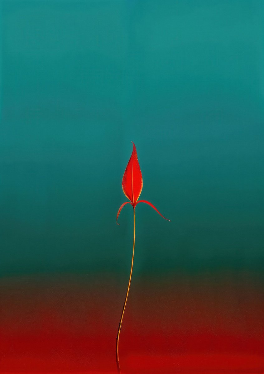Surrealistic Photograph , Floral Expressionism Vi By Richard Gibson, 13 X 16, Artwork For Sale On Artfinder