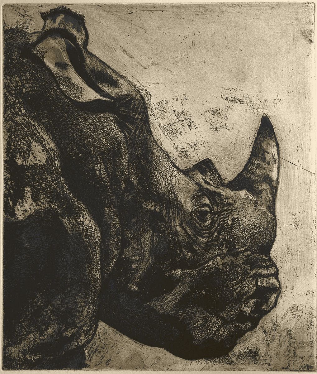 Illustrative Animal Etchings & Engravings By Isabel Hutchison, 15 X 17, African White Rhino Etching, Original Artwork