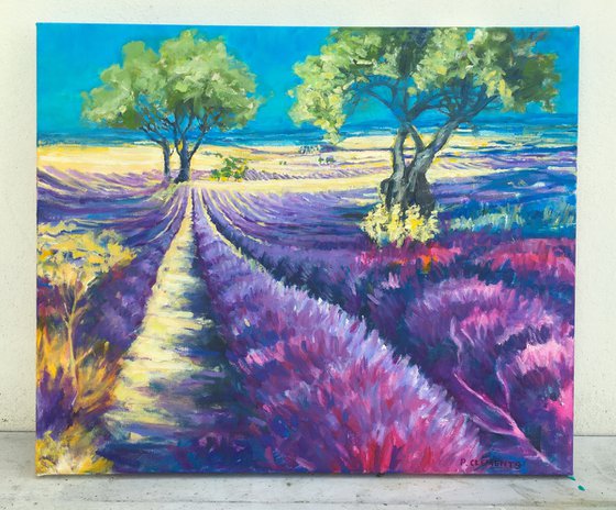 French Lavender fields