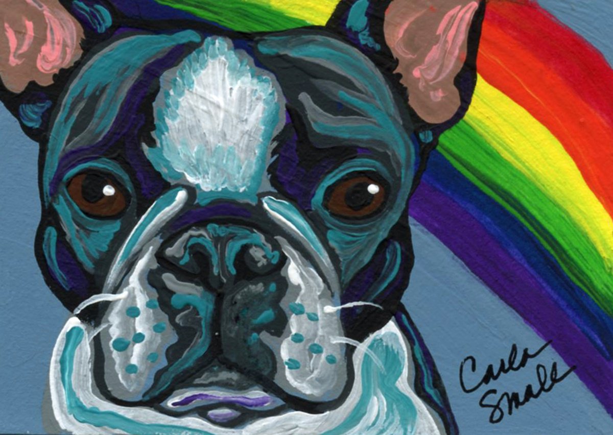 Rainbow Boston Terrier by Carla Smale