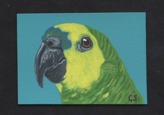 ACEO ATC Original Miniature Painting Amazon Parrot Pet Bird Art-Carla Smale