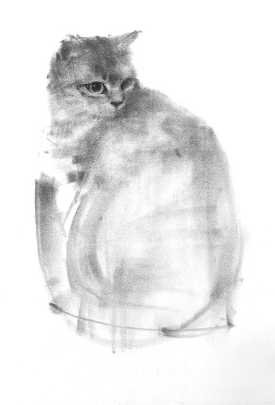Cat XII