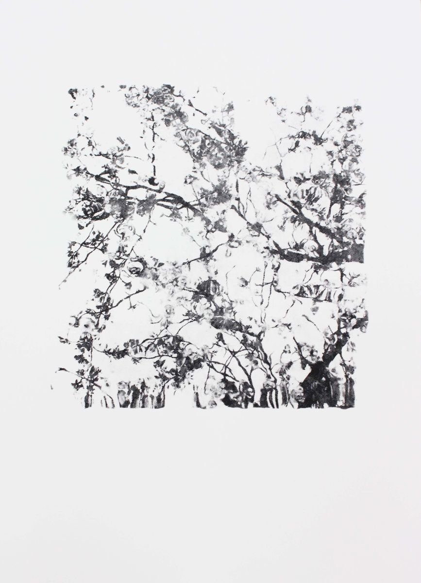 Organic Botanical Screenprint By Ellie Dunlop, 14 X 20, Reflections, Original Artwork