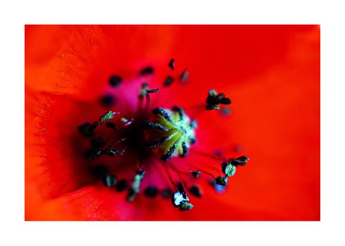 Abstract Pop Color Nature Photography 38 by Richard Vloemans
