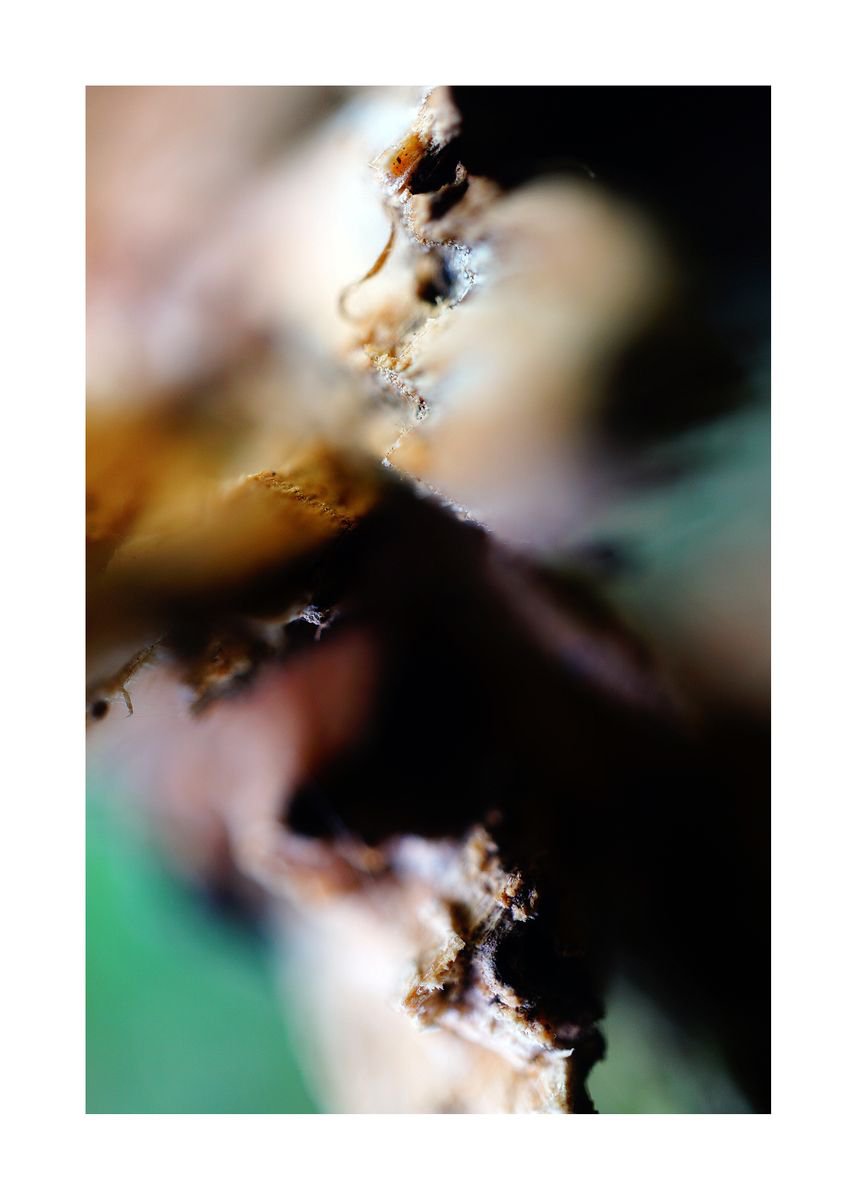Abstract Nature Photography 86 (LIMITED EDITION OF 15) by Richard Vloemans