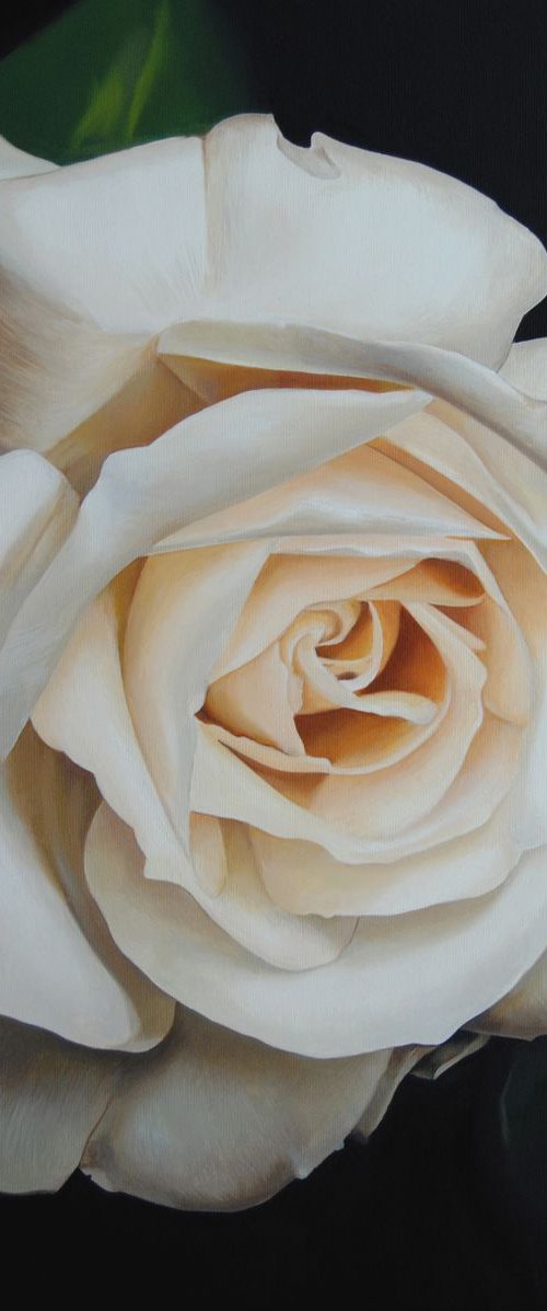 White rose by Valeri Tsvetkov