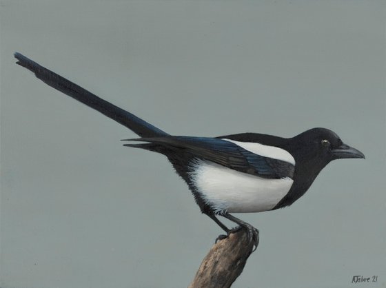 Magpie 2, Oil Painting, Bird Artwork, Animal Art Origina, Not Print