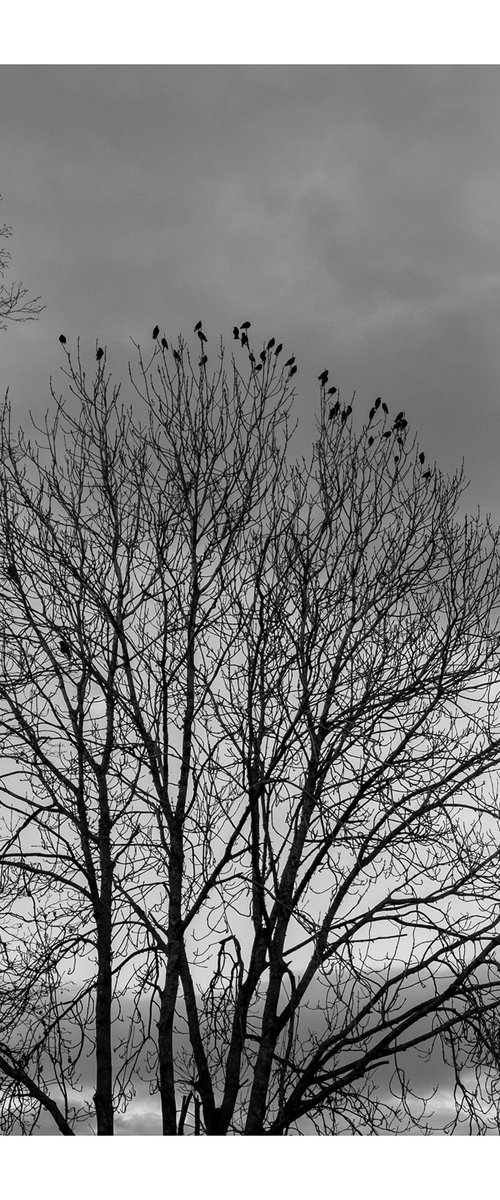 Jackdaws XI by David Baker