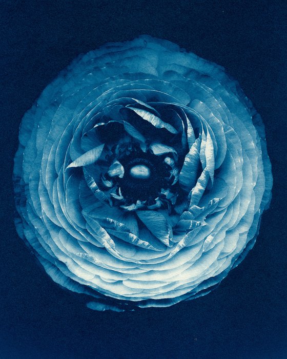 Ranunculus - Cyanotype